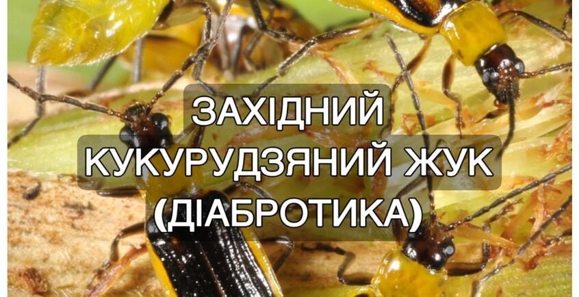 novina-154